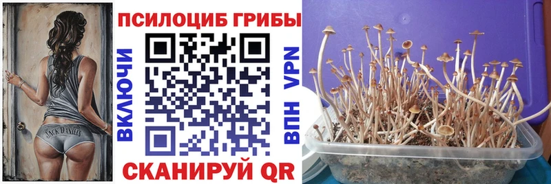 как найти   Белая Калитва  Псилоцибиновые грибы Magic Shrooms 